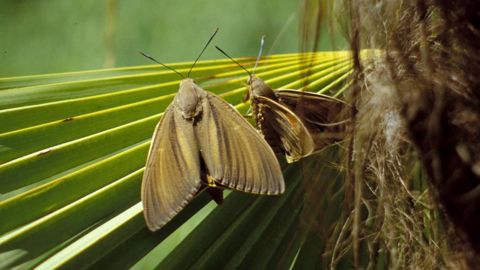 Paysandisia archon, le papillon du palmier, est originaire de l’Uruguay et du centre de l’Argentine. Cette espèce a été introduite accidentellement dans le Sud de l’Europe dans les années 90 et cause des dégâts importants sur les populations de palmiers en méditerranée. © Victor Sarto i Monteys, Servei de Proteccio dels Vegetals, Bugwood.org